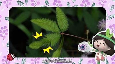 含羞草成人视频免费观看