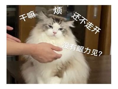 猫变成人是女生吗？知乎免费阅读全文