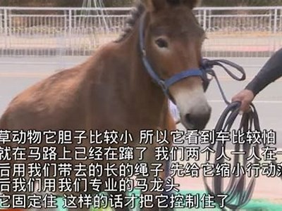 在线成人视频免费观看
